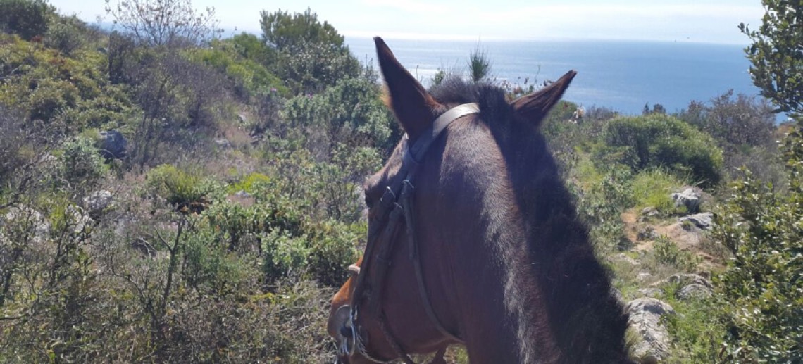 passeggiate a cavallo
